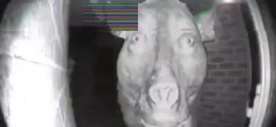 smgus nduervround