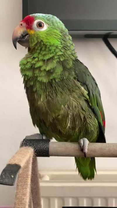 He’s upset with me because I made him have a bath. He hasn’t wanted one since Monday and he’s been growling at all forms of hygiene (including nails). So I made him wet and he’s so mad that I can’t speak to him right now. That squeak is his angry squeak. 