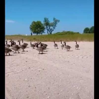 The invasion has begun