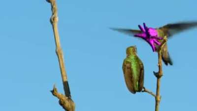 🔥 The Splendid Male Costa’s Hummingbird has an outlandish way to woo his potential mate. He would perform an aerial dance by hovering over his perched crush and as a finale, flexes the muscles in his face, until the gleaming magenta feathers flare out, ma