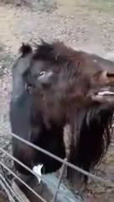 Blursed_goat