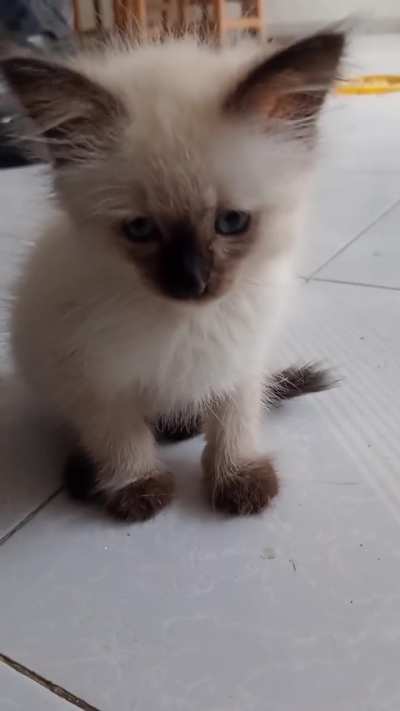 A small baby,Bolo.