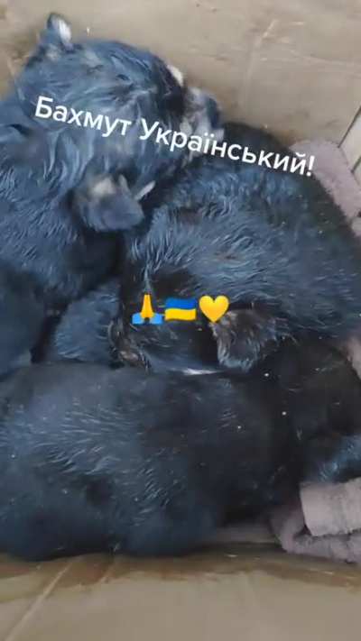 Severely wounded Ukrainian didn’t let go of a box of puppies from his position until they transported him to the hospital