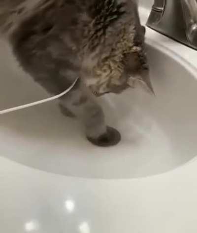 The Good Cat