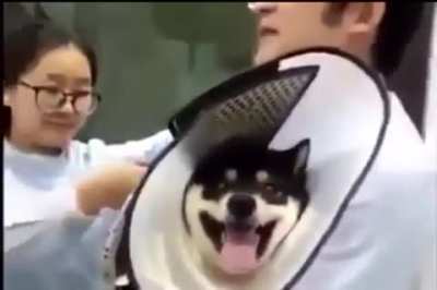 Shibaaa-