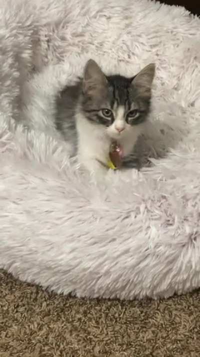 Making biscuits is tiring