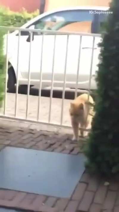 It's definitely the gate's fault!