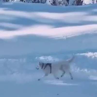 Happy dancer dog