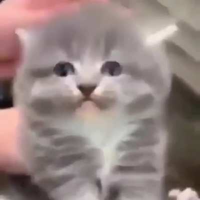 Just a normal cat
