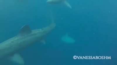 4-ton Basking Shark goes airborne.