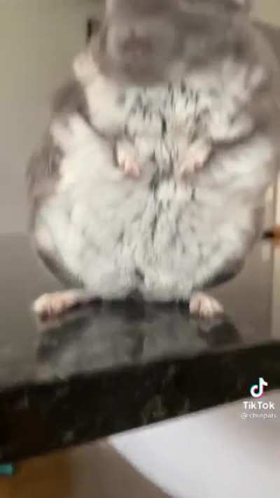 Chinchilla junk