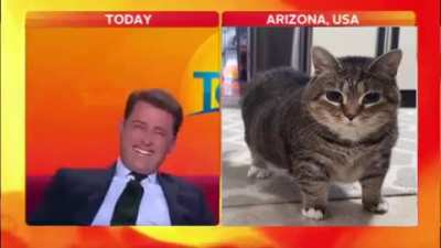 cat
