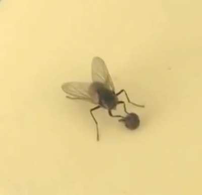 This fly removing it’s head without noticing…