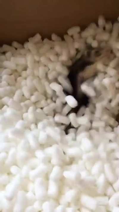 Furry Tornado 😂