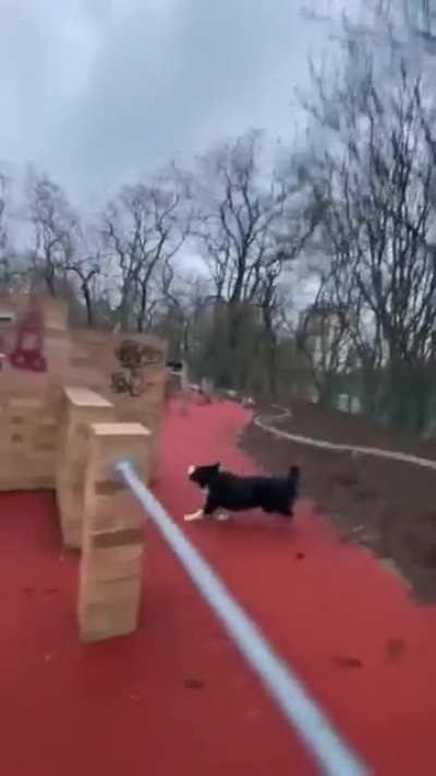 Look at the speedy dog!