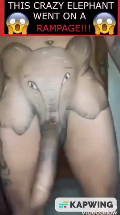 The elephant:
