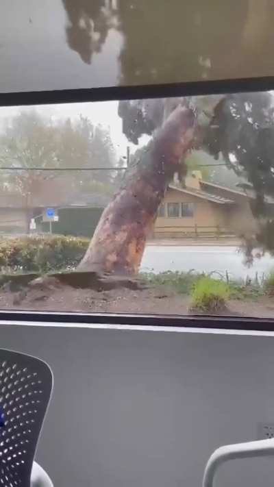 Most of these trees are huge
