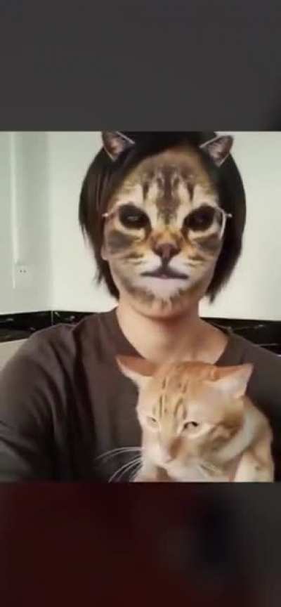 Cats reacting to a cat filter. (similar to mirror test)