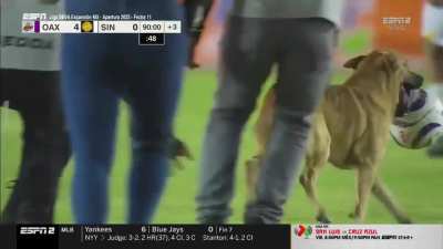 Dog invades the pitch in Liga Mx Expansion (Great Skills)