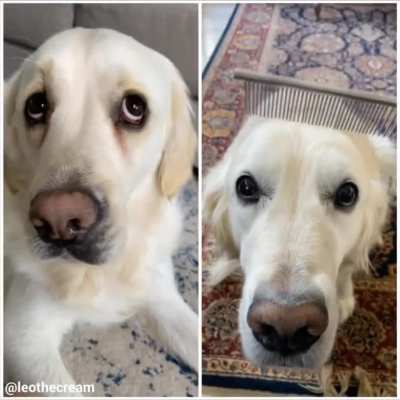 “NO BRUSHY” boi vs. “pls gib cömb” boi