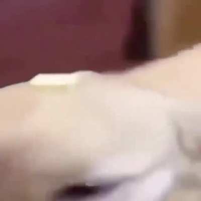 Whats your opinion on Dog With Du Buttor On