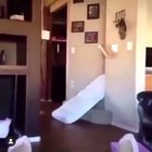 How do you manage to frick it up so bad, I mean I have fallen while doing this but it looks like he just full send and jumped down the stairs