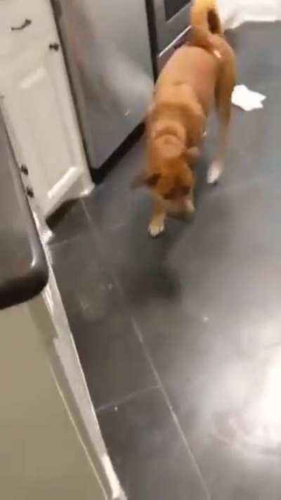 Dogs exploring new house