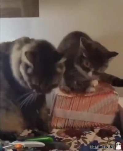 Kisses are soothing