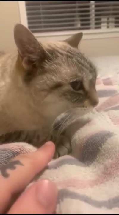 Angry cat>:(