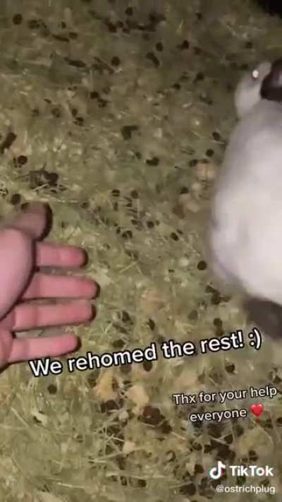 Surviving a snowstorm with 40 animals at a rescue ranch