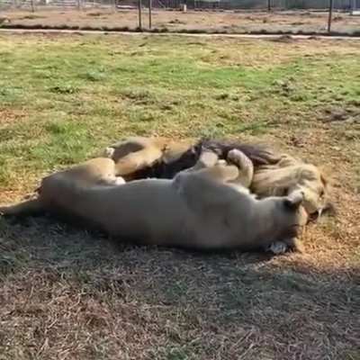 Обнимашки