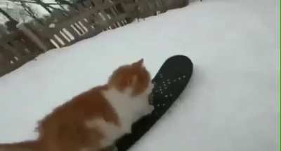 Cat on a snowboard