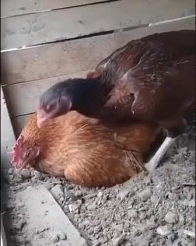 Instructions unclear. Sat next to egg.