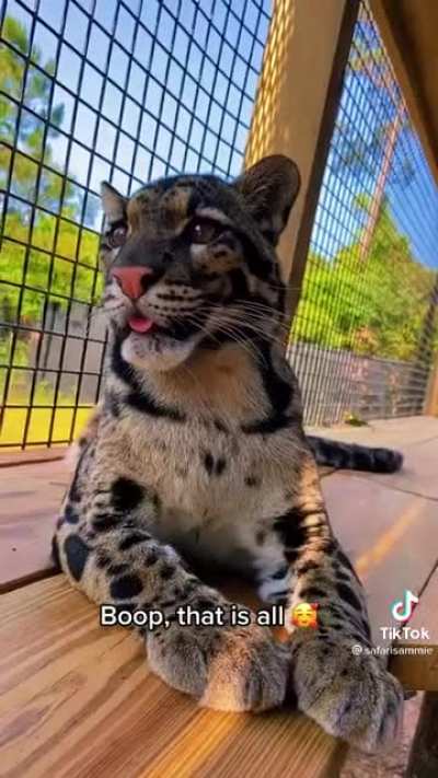 Many many boops
