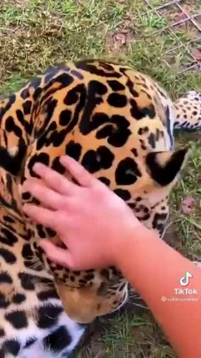 Belly Pats: Extreme Edition