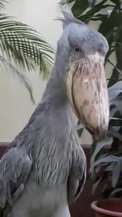 A shoebill stork mating call, resembles a shootout.