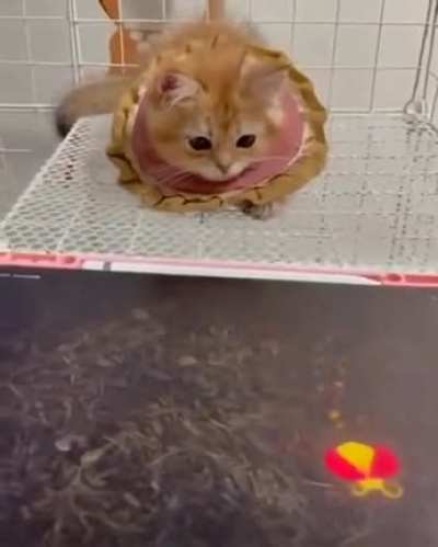 Touch tha bug