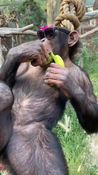 Chimpanzee on sunshades, relapsing with a bunch of Banana