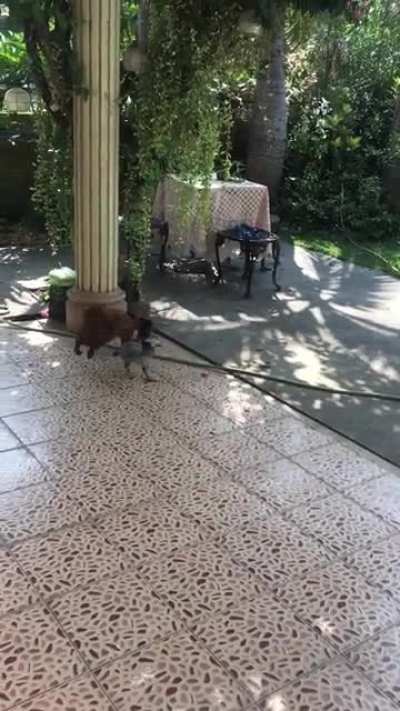 dog attacc chiken