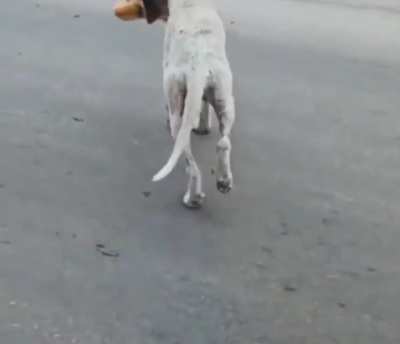 Injured dog approaches stranger