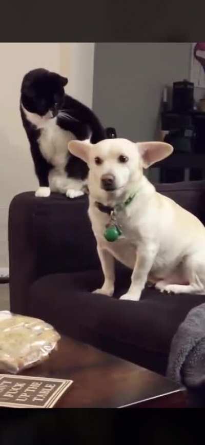 Cats are evil