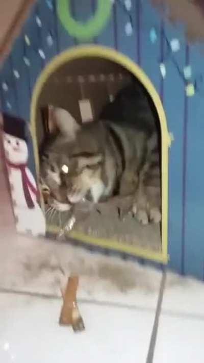 MEOW🍀IRL