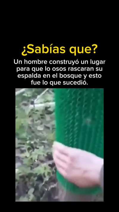 perreito salvaje