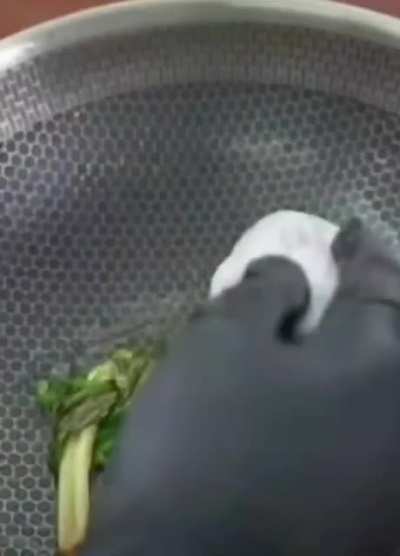 blursed _ freshness