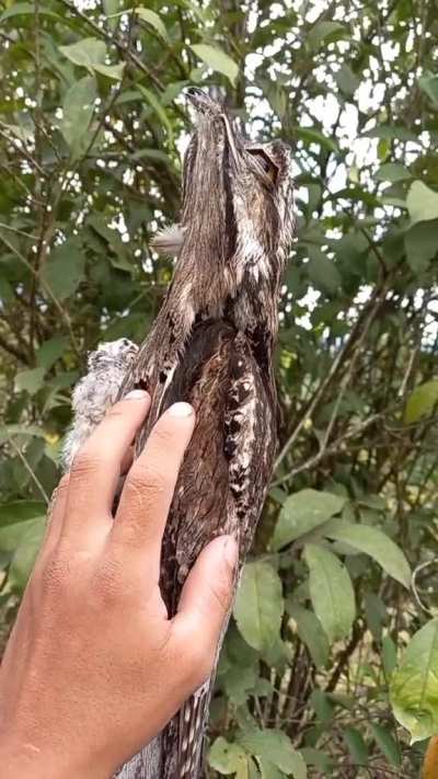 Camouflage of this Potoo and its chick