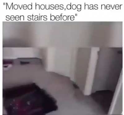 Dog yeets himself
