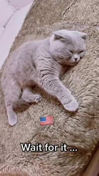 Racis American cat 😡😫😔
