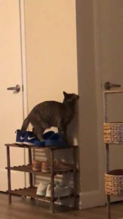 You can take the cat out of the barn but you can’t take the barn out of the cat….Featuring a classic, well deserved ending.