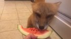 Kerry the Fox havin' a snax