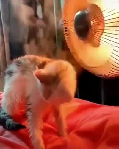 Wunk gets broiled